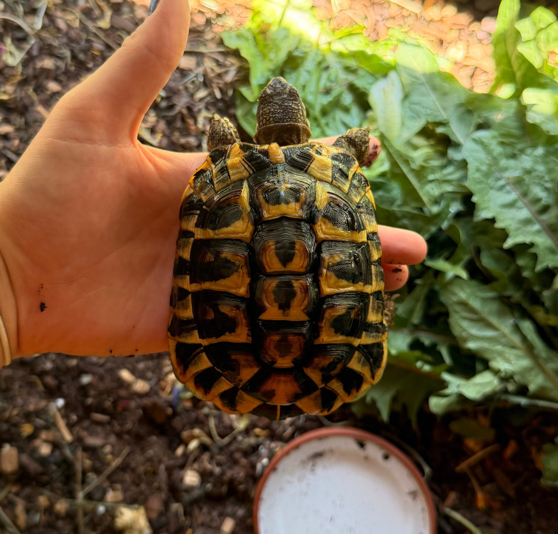 Griechische Land Schildkröten zu verkaufen