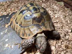 Griechische Landschildkröte zu verschenken