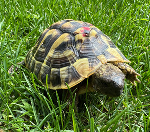 Vermutlich weibliche Griechische Landschildkröte zu verkaufen