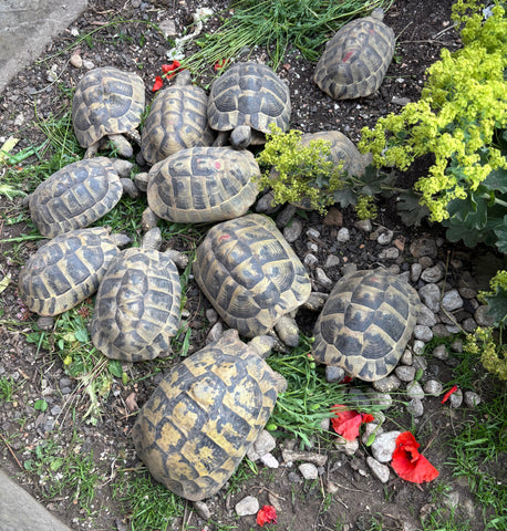 Griechische Landschildkröten
