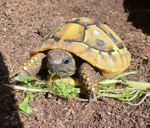 Griechische Landschildkröte