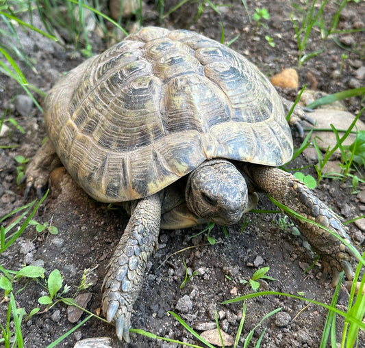 3 Griechische Landschildkröten zu verkaufen