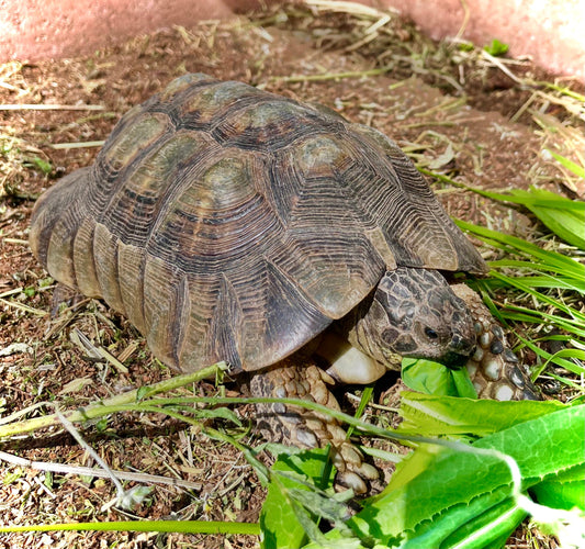 Breitrandschildkröte sucht neues Zuhause