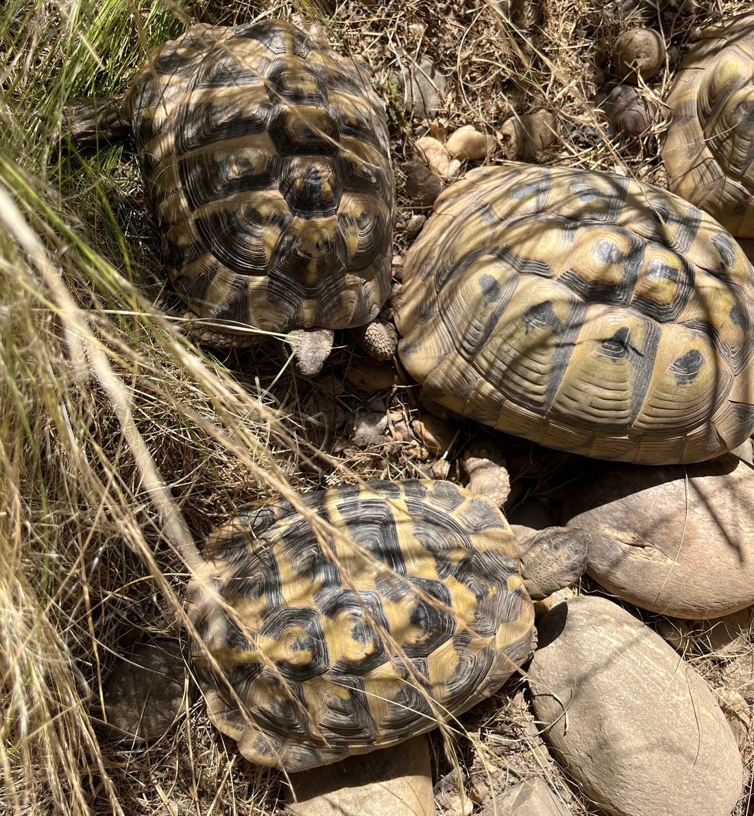 Griechische Landschildkröten abzugeben