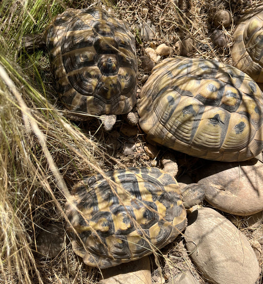 Griechische Landschildkröten abzugeben