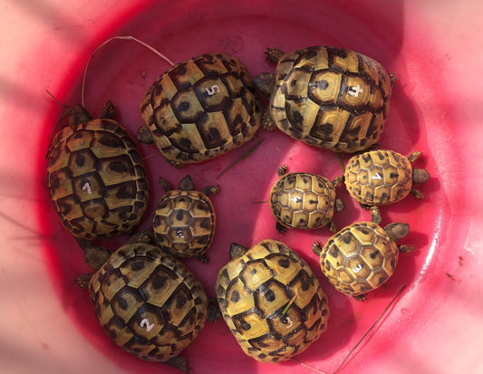 Griechische Landschildkröte Nachzucht 2024 "Testudo hermanni"