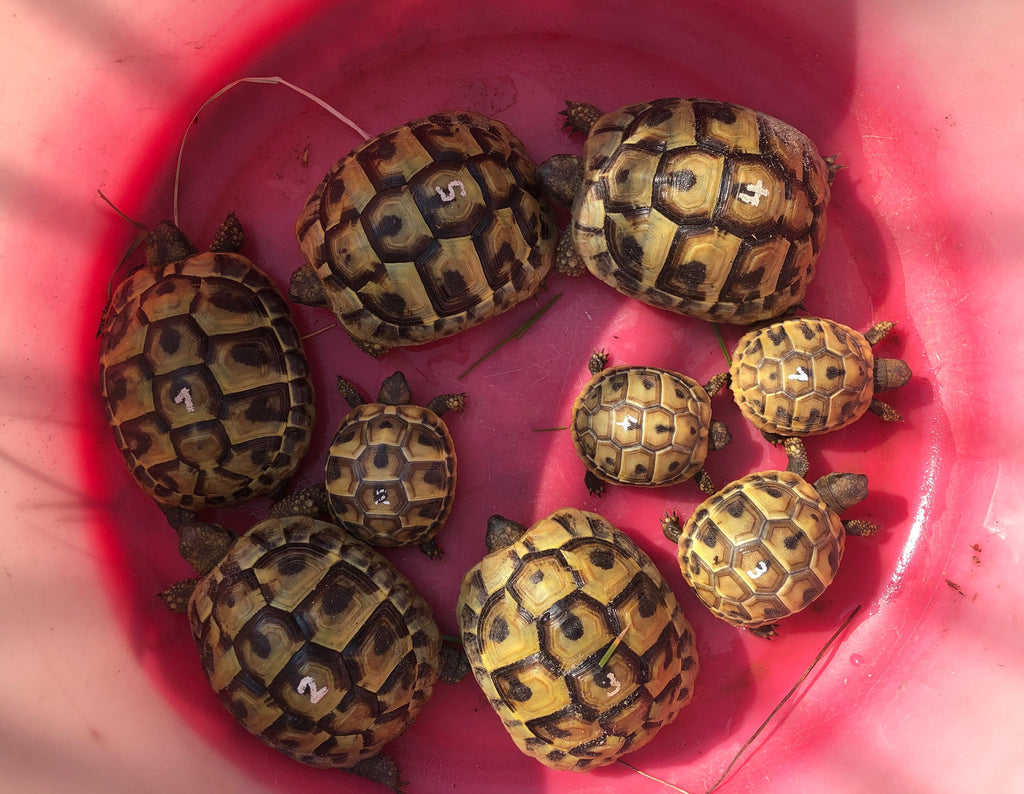 Griechische Landschildkröte Nachzucht 2024 "Testudo hermanni"
