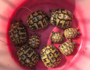 Griechische Landschildkröte Nachzucht 2024 "Testudo hermanni"
