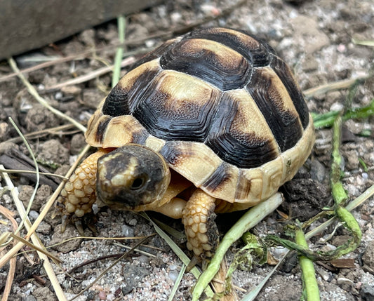 Breitrandschildkröten NZ 2025 zu verkaufen