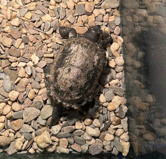 Kleine Wasserschildkröte mit oder ohne Terrarium
