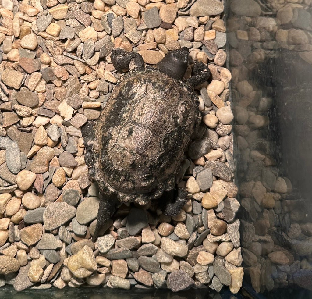 Kleine Wasserschildkröte mit oder ohne Terrarium