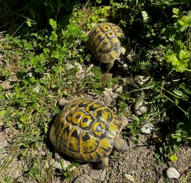Griechische Landschildkröten THB weiblich