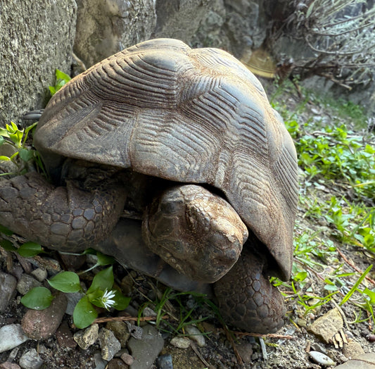 Maurische Landschildkröte, männlich, NZ 2009 abzugeben
