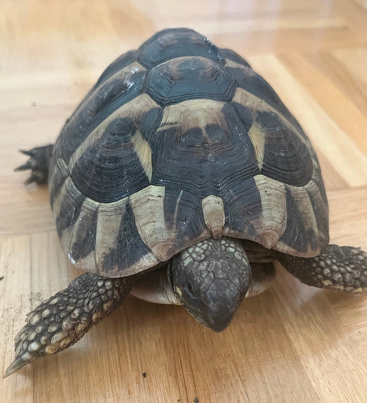 Zwei männliche griechische Landschildkröten (2020) abzugeben