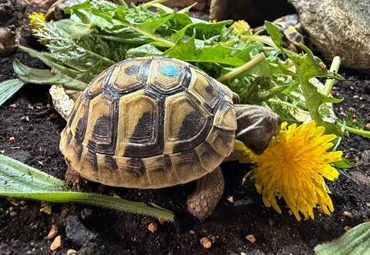 Testudo hermanni hermanni NZ 2025