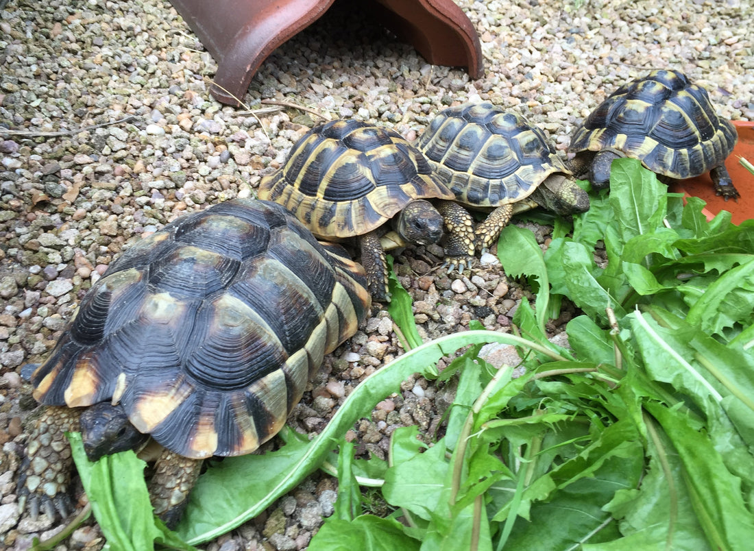 3 Schildkröten zu verkaufen
