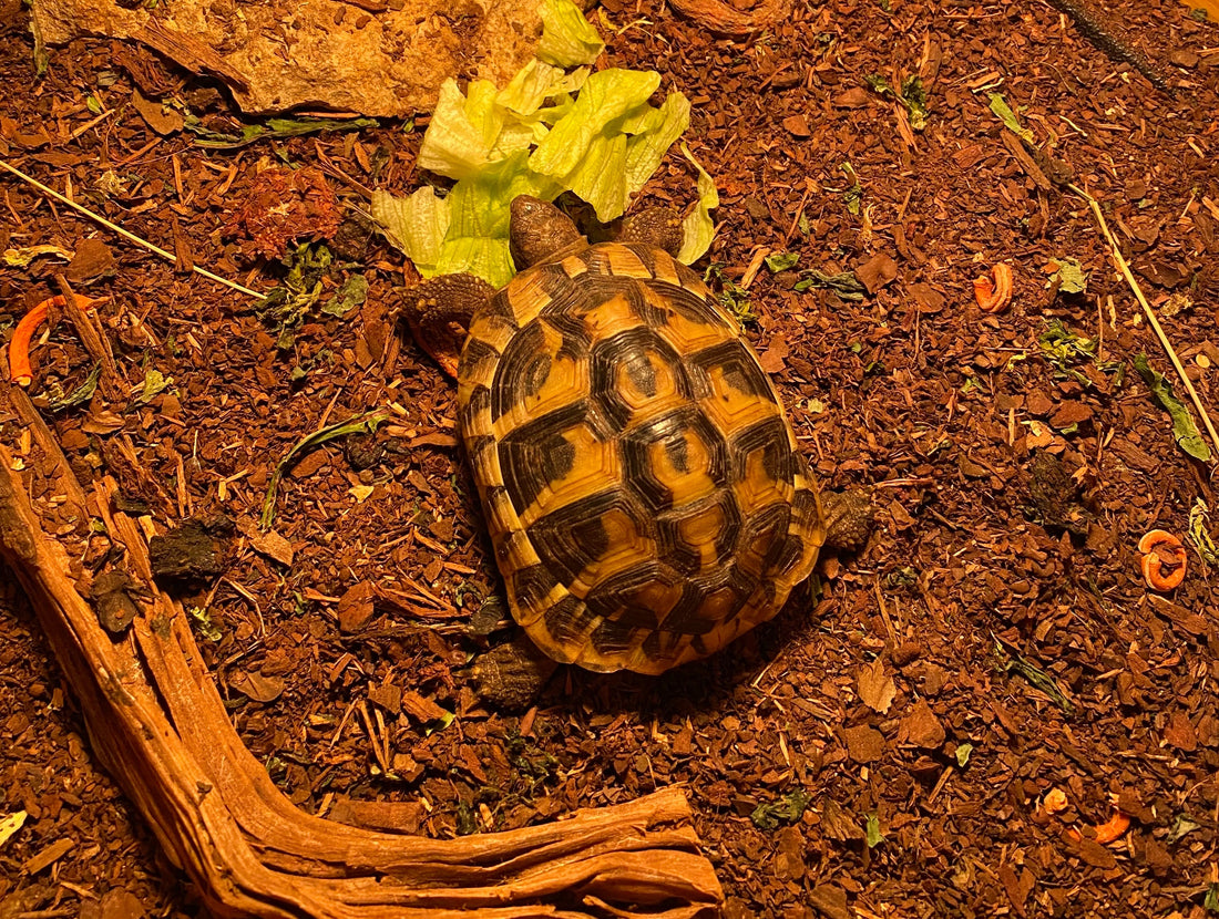 Landschildkröte männlich zu verkaufen