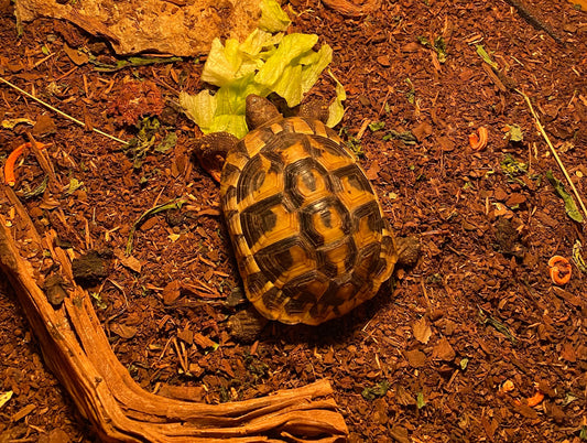Landschildkröte männlich zu verkaufen