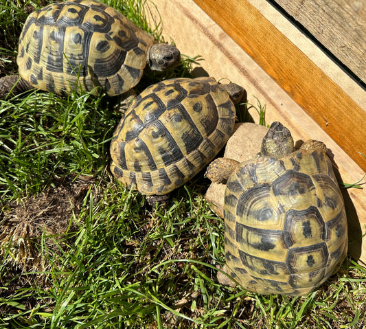 Griechische Landschildkröte 10 Jahre