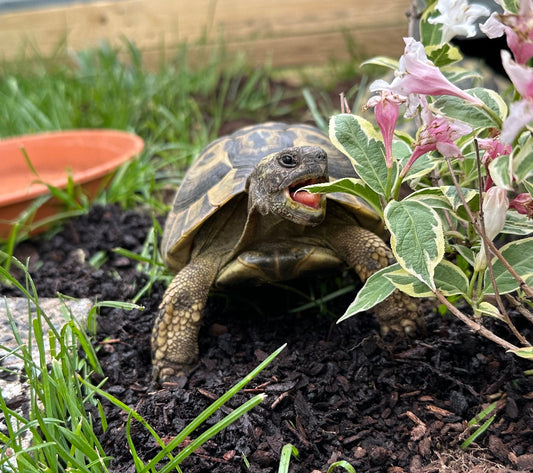 Testudo hermanni boettgeri – männlich – 10 Jahre – mit Papieren