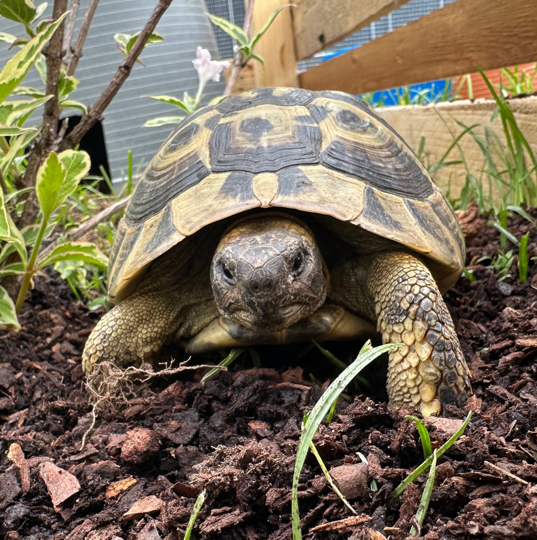 Griechische Landschildkröte THB 10 Jahre