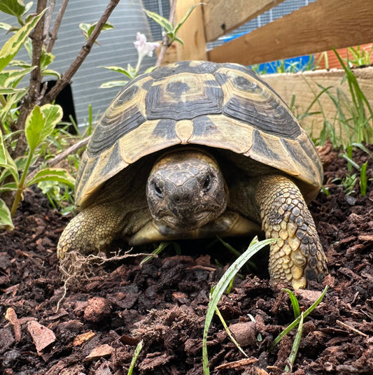 Griechische Landschildkröte THB 10 Jahre