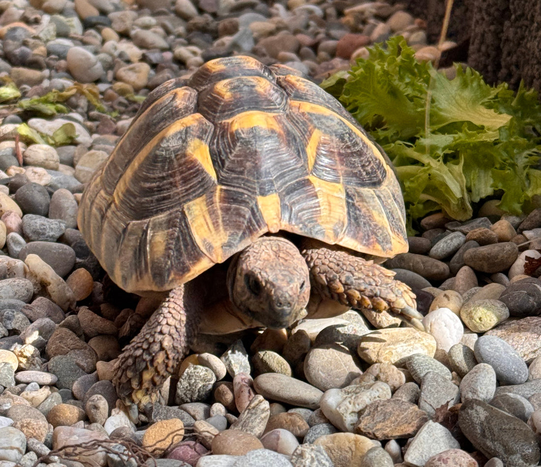 Griechische Landschildkröte männlich 2022, sucht ein neues liebevolles Zuhause