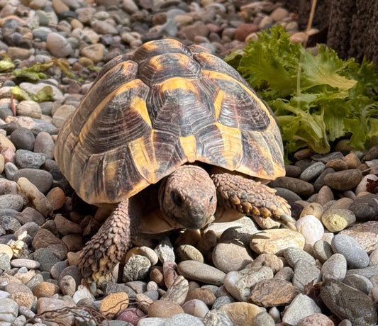 Griechische Landschildkröte männlich 2022, sucht ein neues liebevolles Zuhause