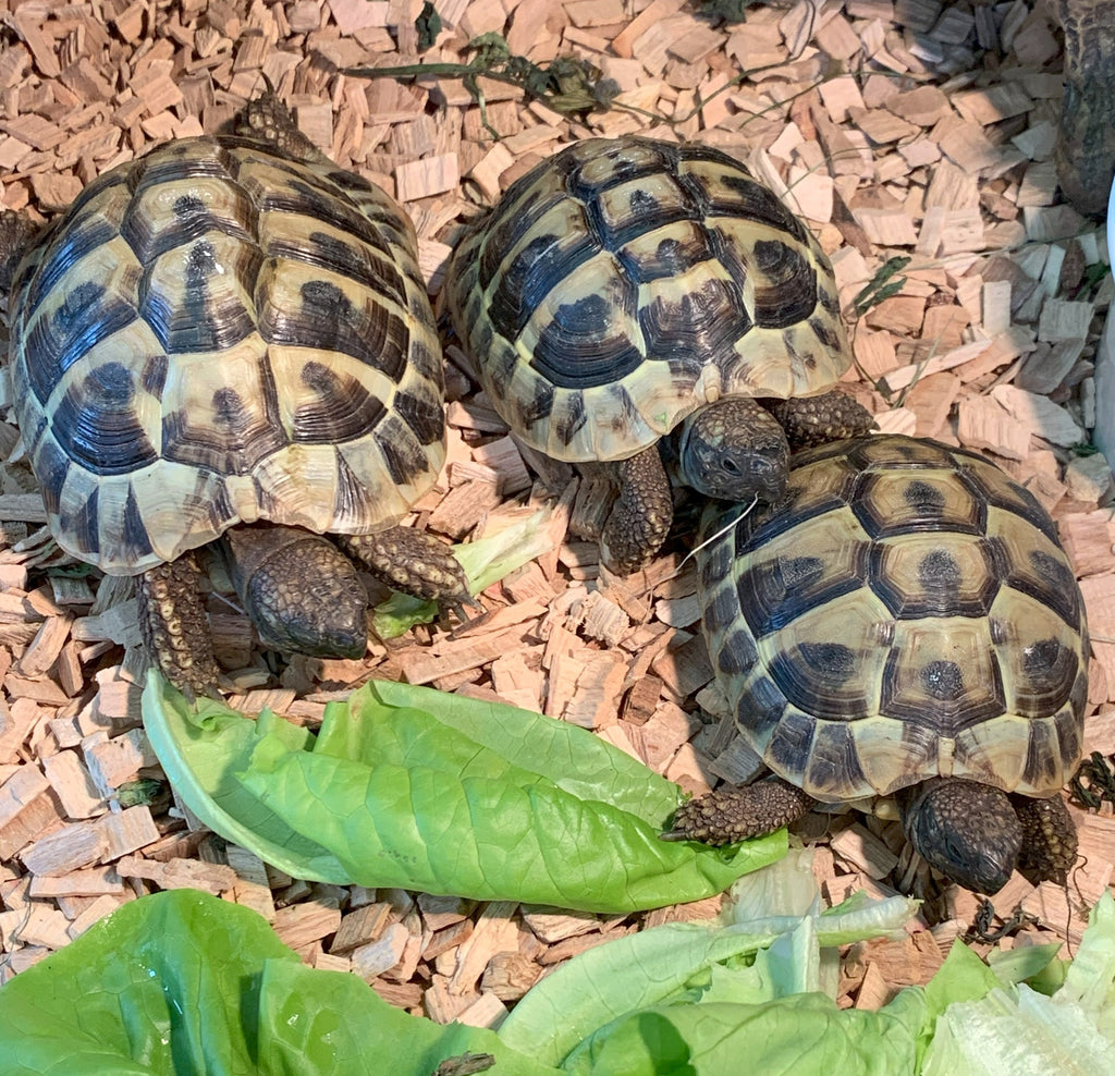 3x  griechische Landschildkröten wegen Umzug abzugeben