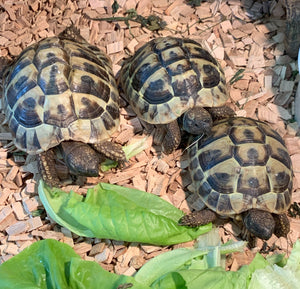 3x  griechische Landschildkröten wegen Umzug abzugeben