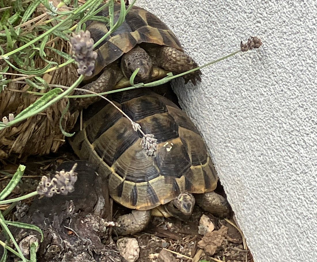 2 maurische Landschildkröten abzugeben