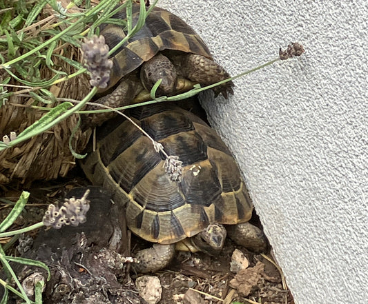 2 maurische Landschildkröten abzugeben