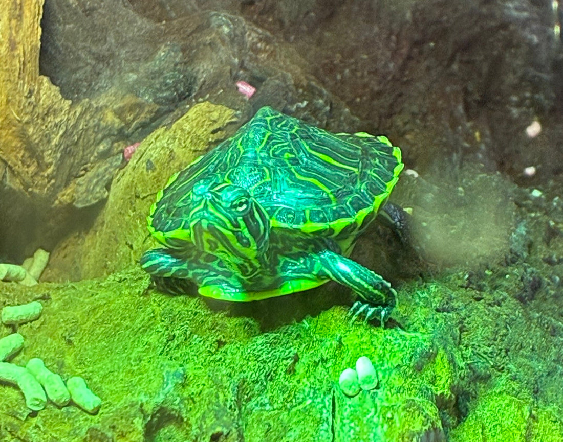 Wasserschildkröte