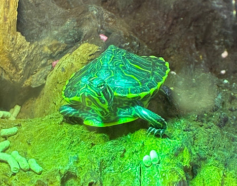 Wasserschildkröte