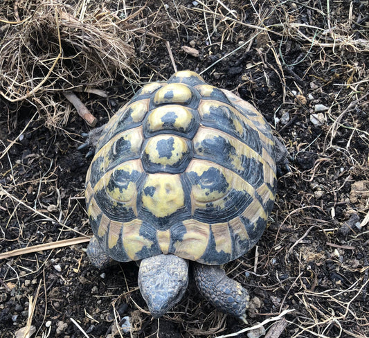 Griechische Landschildkröte (Testudo hermanni) abzugeben