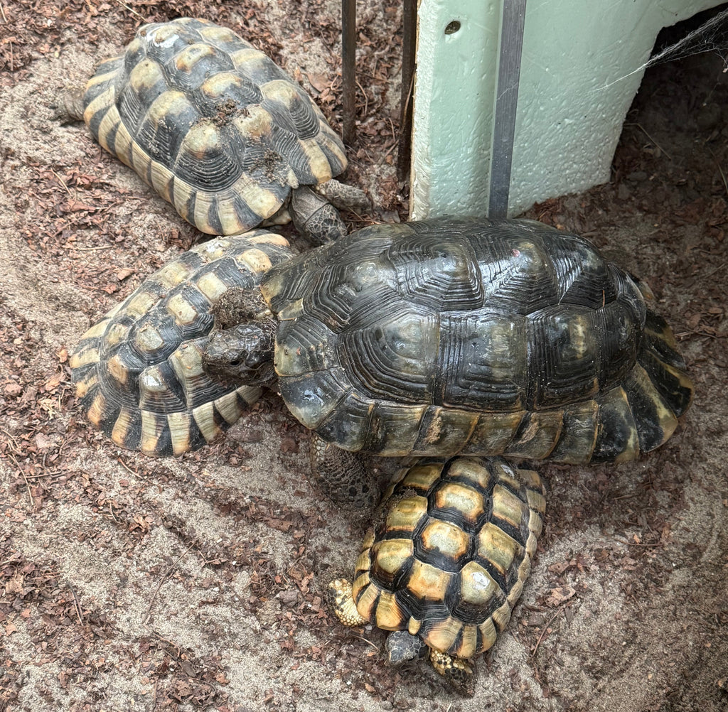 Verkaufe Testudo marginata (Breitrandschildkröten)