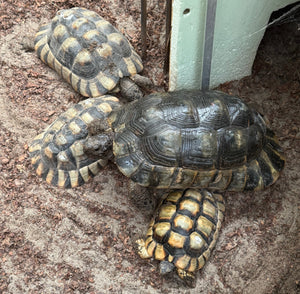 Verkaufe Testudo marginata (Breitrandschildkröten)