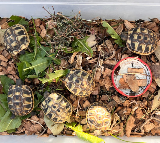 Griechische Landschildkröten NZ 2025