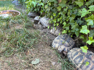 Landschildkröten zu verkaufen