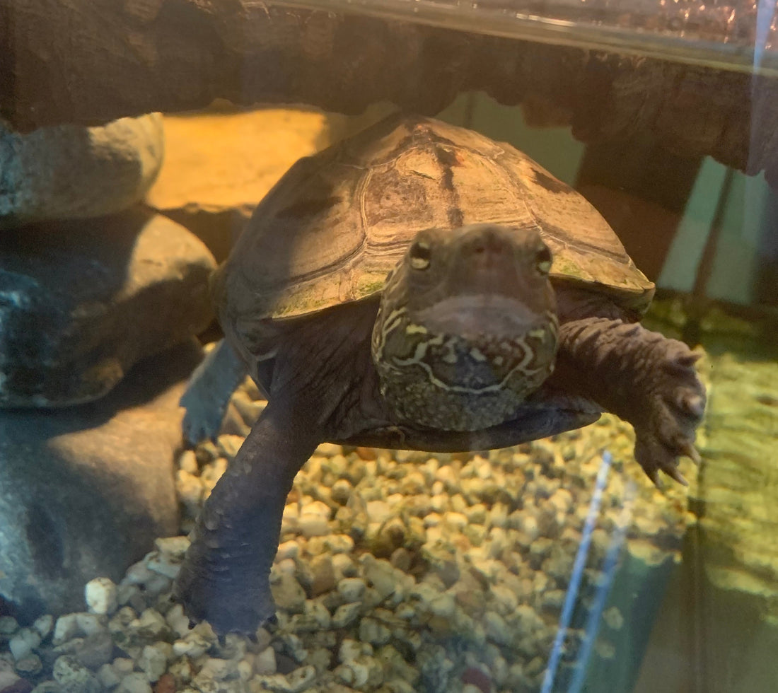 Wasserschildkröte