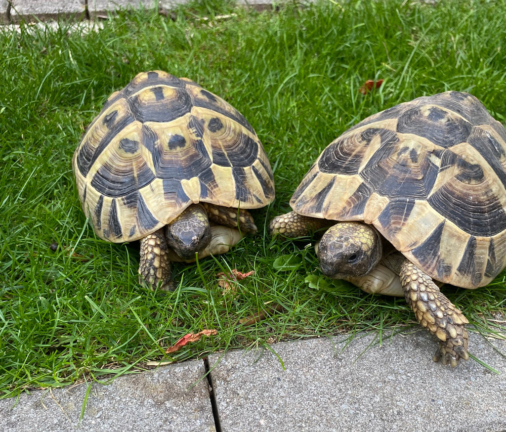 Griechische Landschildkröten 2015