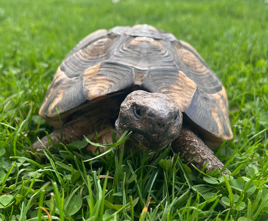 Testudo marginata abzugeben