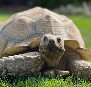 Spornschildkröte Centrochelys sulcata