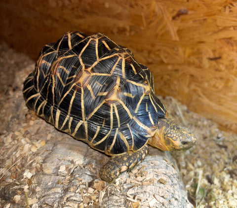Sternschildkröte zu verkaufen