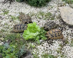 Griechische Landschildkröten 4 Mädels abzugeben
