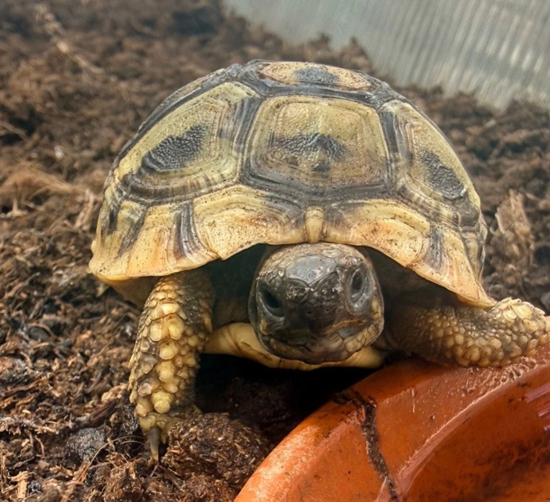 THB griechische Landschildkröte von 2024