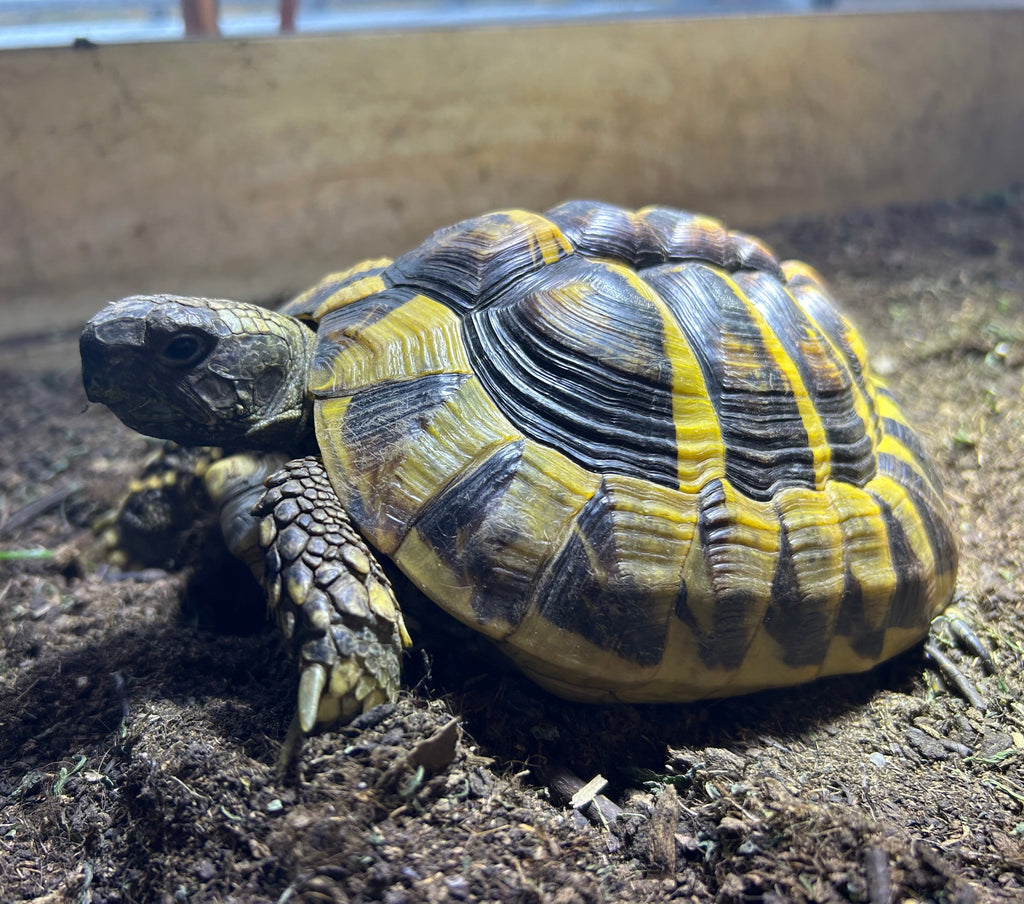 Suche Liebevolles Zuhause für 2 Griechische Landschildkröten