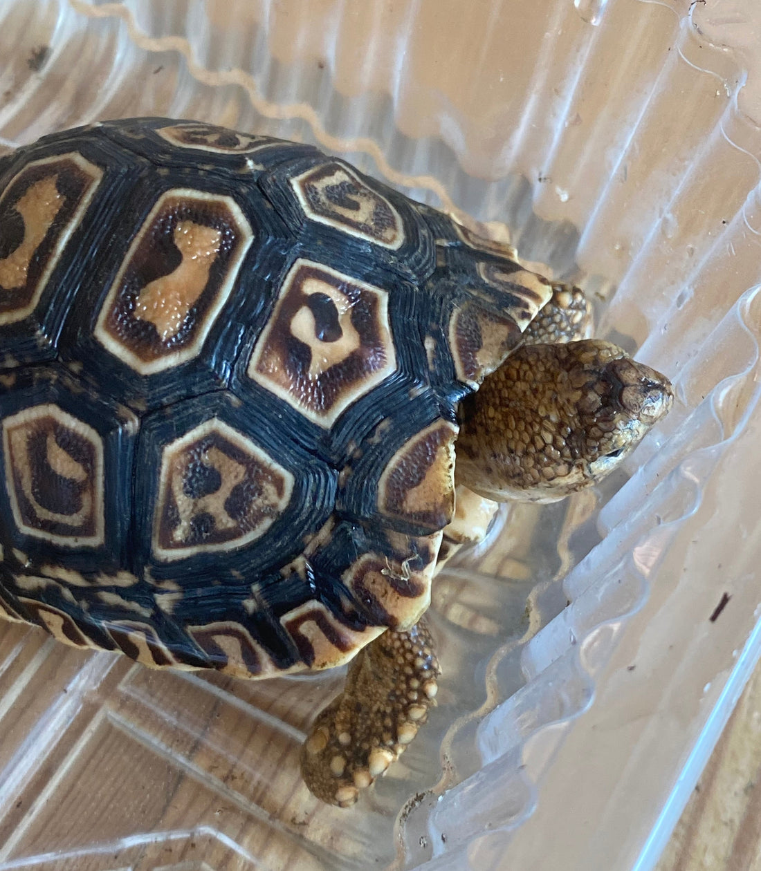 Panther Schildkröte geb. 2025