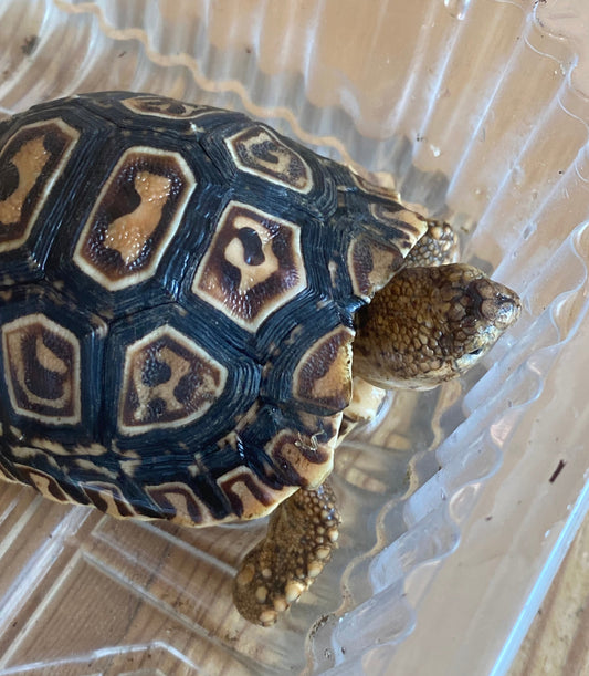 Panther Schildkröte geb. 2025