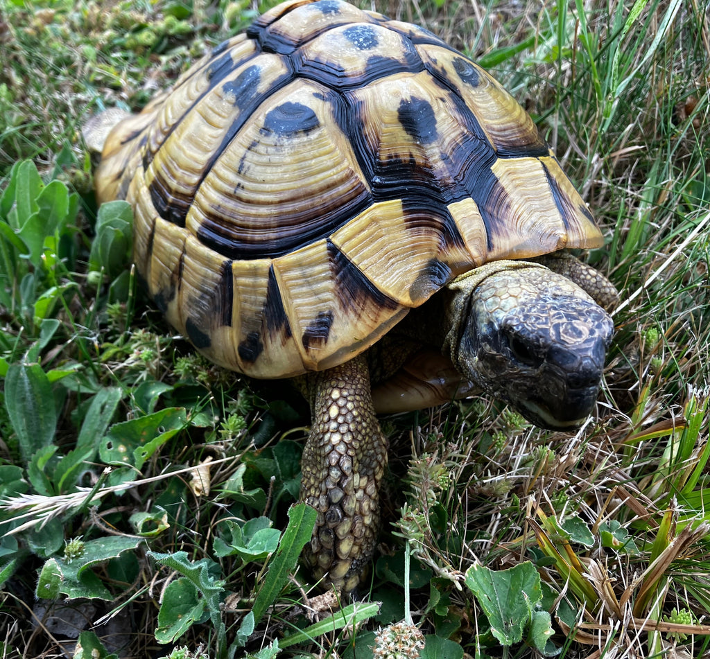 Griechische Landschildkröte NZ 2002